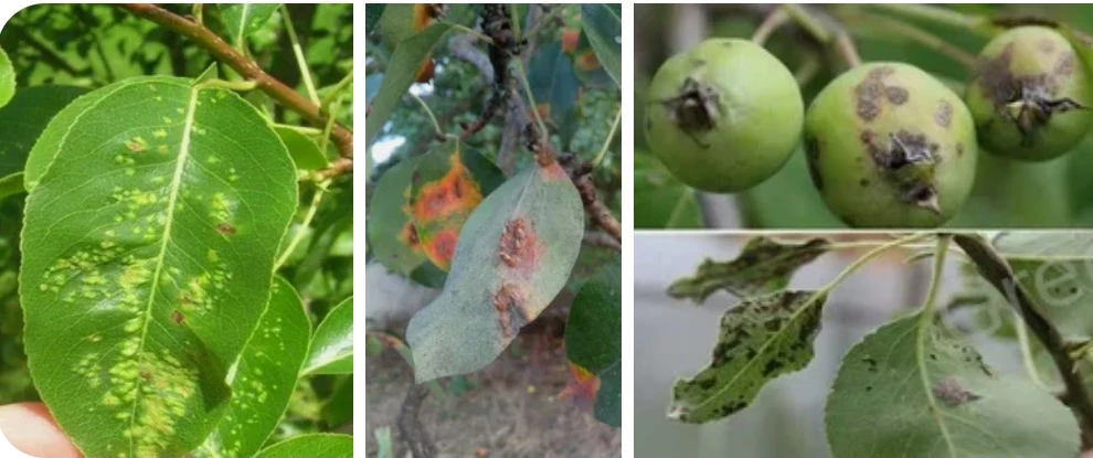 🍐 Поговорим сегодня о груше: главные болезни и как я спасаю своё дерево
