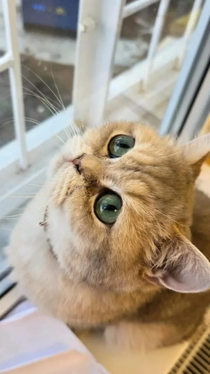 😻 Сегодня самый пушистый медицинский работник Крыма с добрыми глазами празднует день рождения.

#Мо