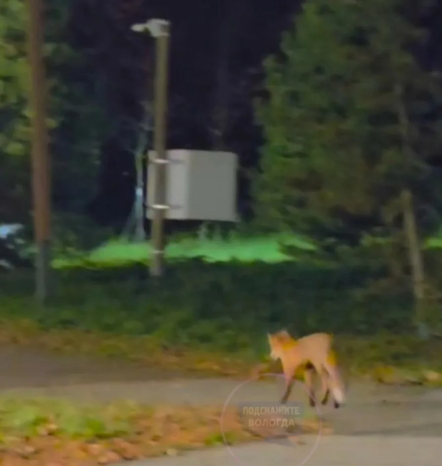 🦊 Жители крупных городов Вологодской области всё чаще встречают лис