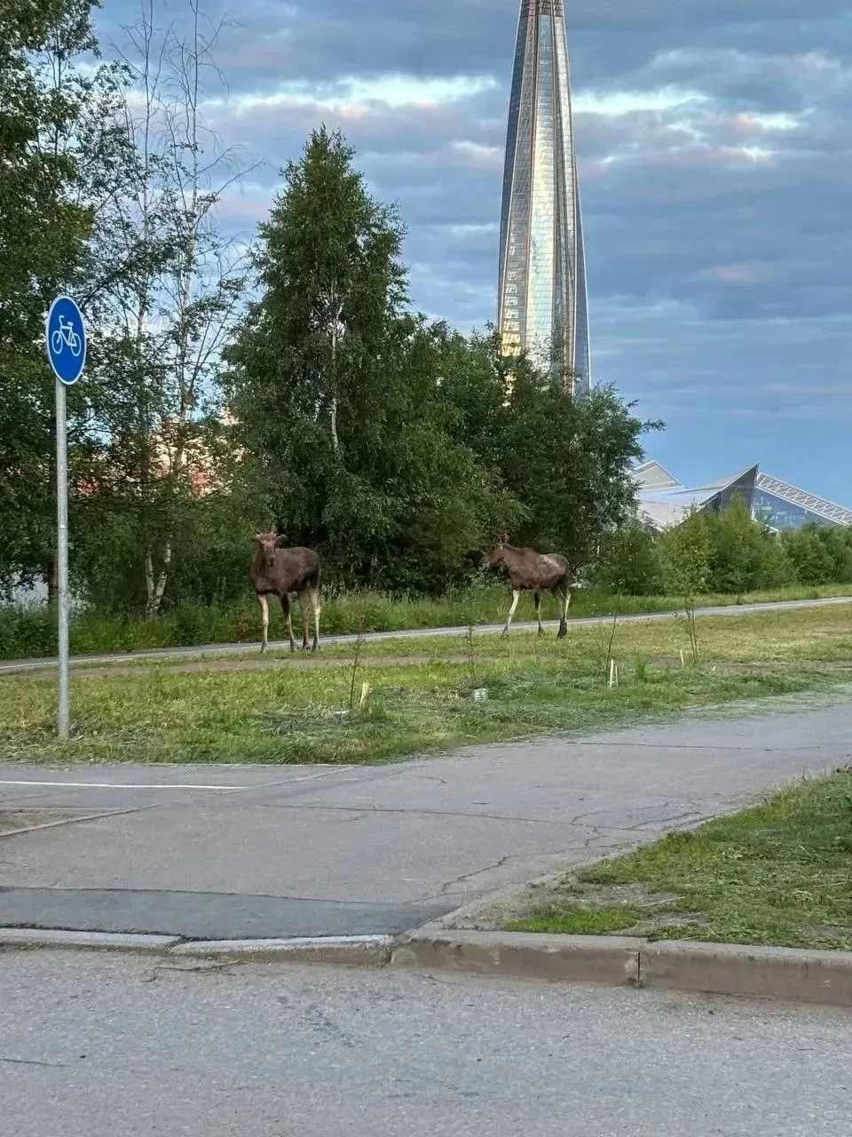 👀 Возле Юности на Савушкина прячутся в кустах.