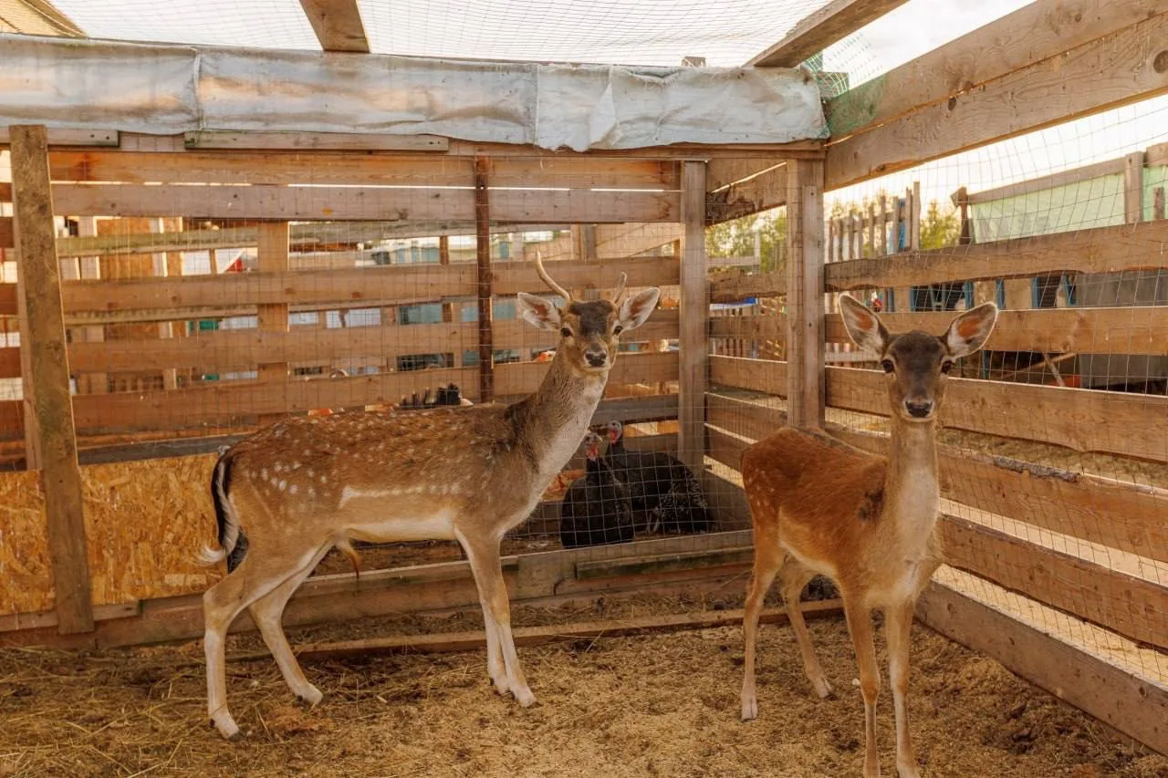 🦌 В Северодвинске ищут лань, сбежавшую из конного клуба.