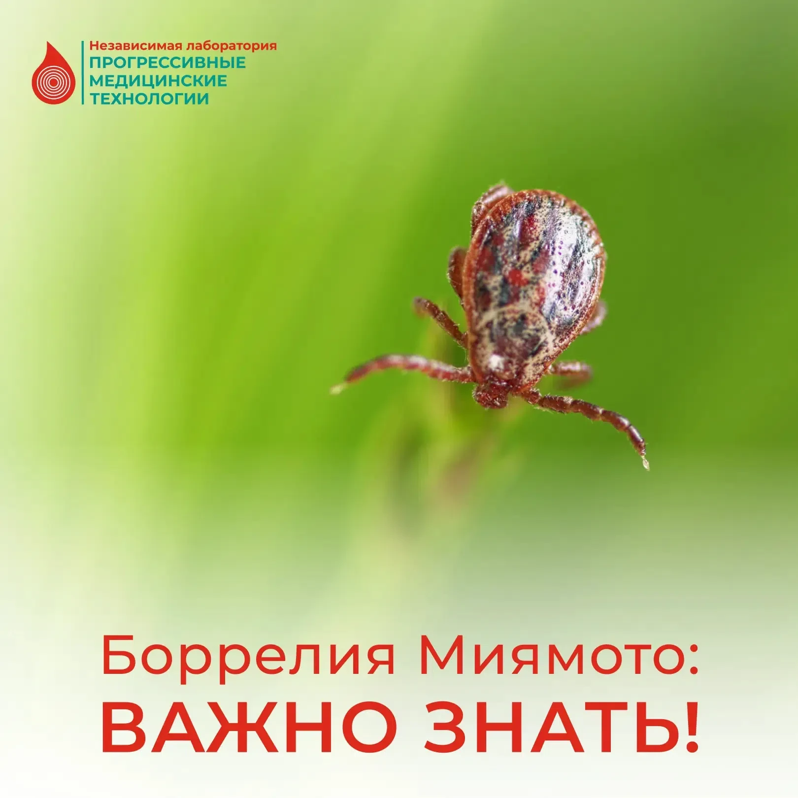 ‼️Боррелию Миямото, которая получила свое название в честь описавшего её японского проф...