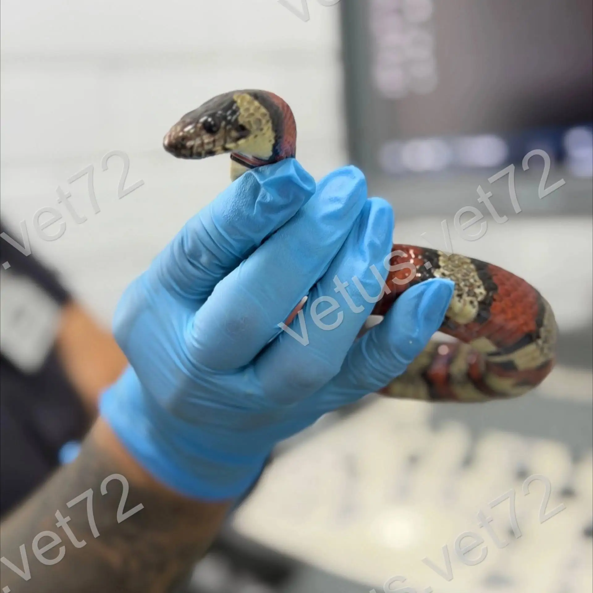 🐍 Тюменские ветеринары спасли «двойника» одной из самых опасных змей в мире