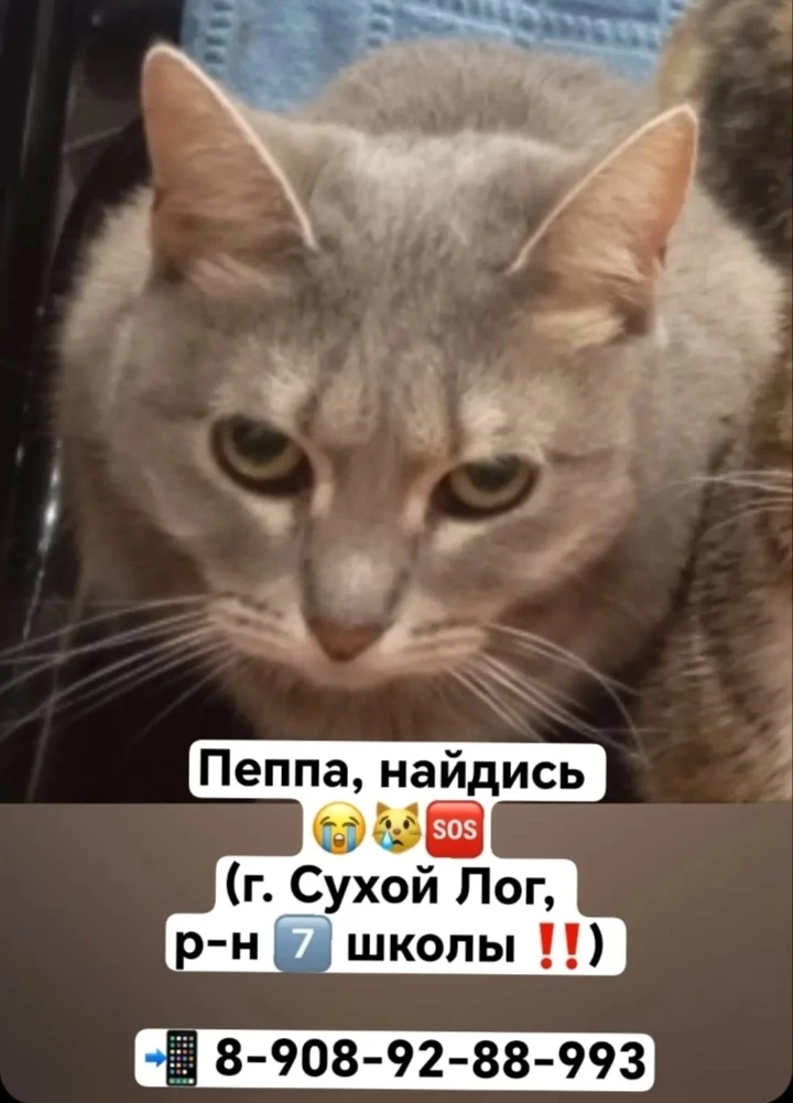 До сих не вернулась домой чудесная, умная, ласковая кошка по имени Пеппа 😿😿😿