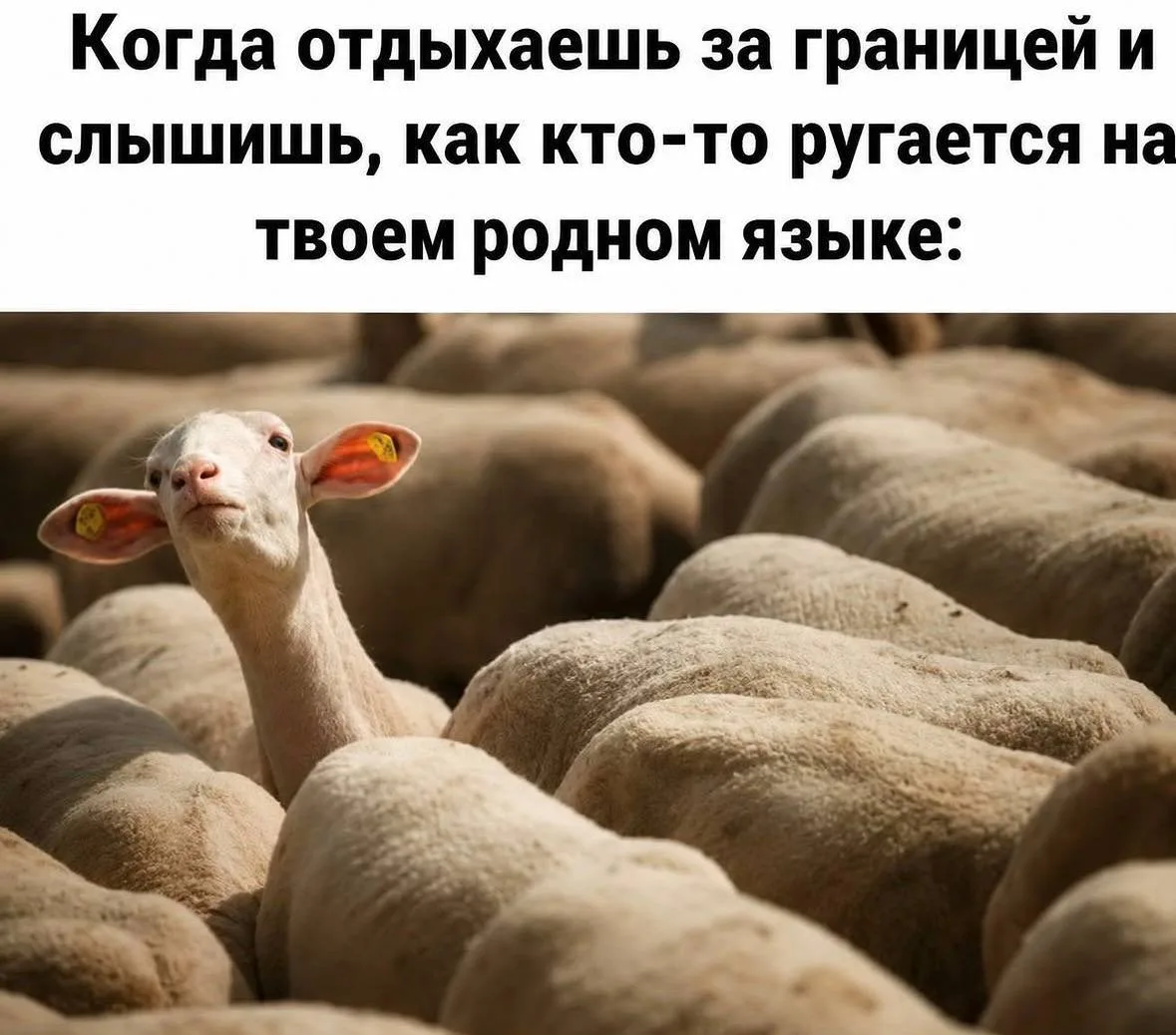 👉 Подпишись — Бестия | Женский Юмор