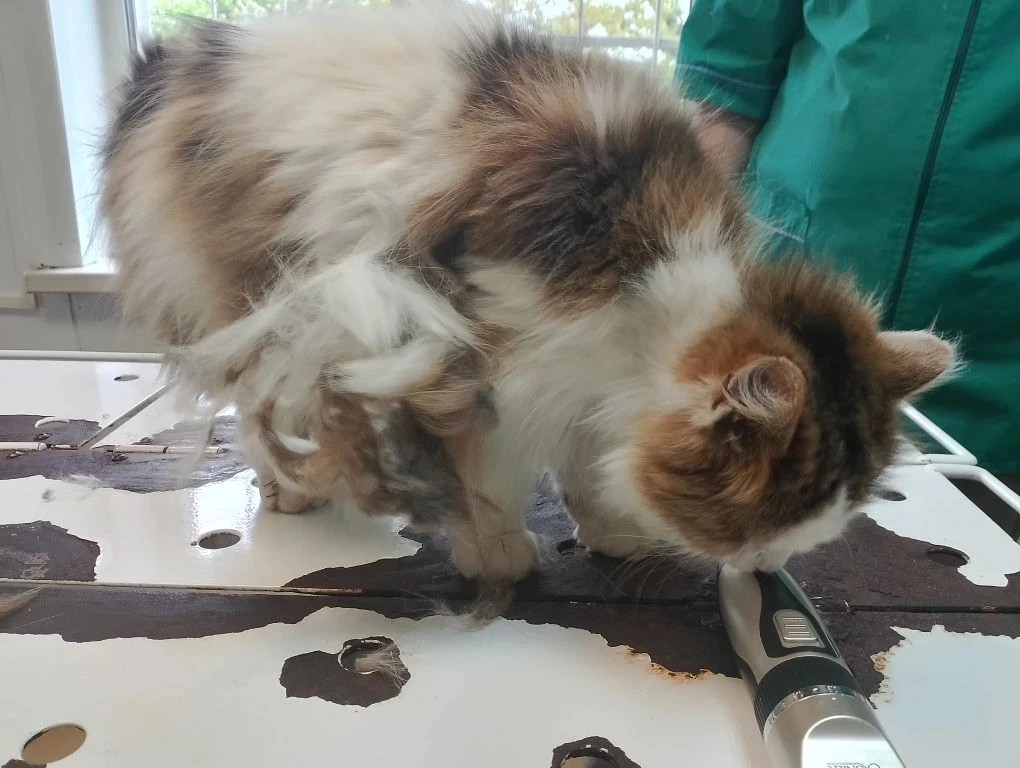🐈Маша приехала на удаление колтунов. Кроме колтунов на Маше нашлось много напившихся и...