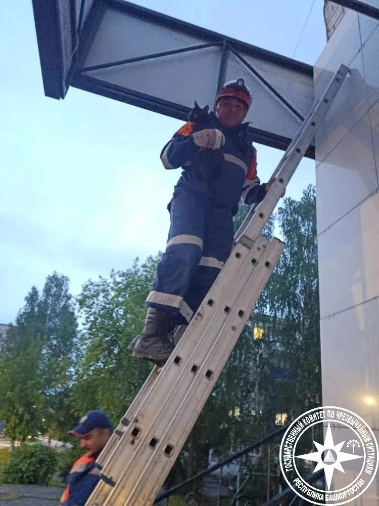 🐈 В Башкирии спасатели сняли кошку с рекламного щита

Спасателям Госкомитета РБ по ЧС поступил необ