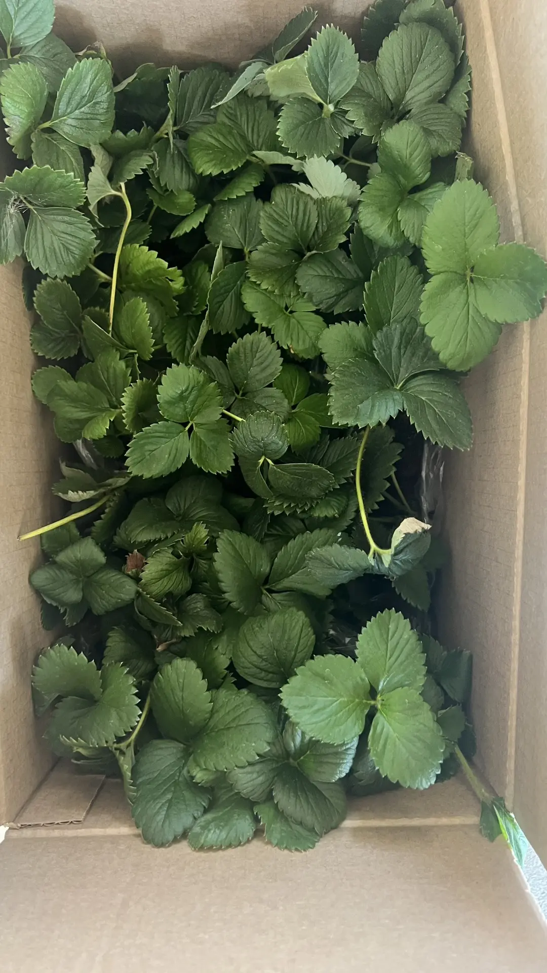 Изображение 1 к публикации «Ферма Лесниченко 🍓Клубника 💜Лаванда🌱Теплица»