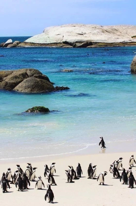 КЕЙПТАУН 🐧 один день - два сценария  Гастрономическая и развлекательная программы под разный бюджет.
