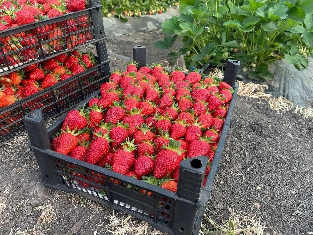 🍓 ЕКАТЕРИНБУРГ, ПРИВЕТ 🌿