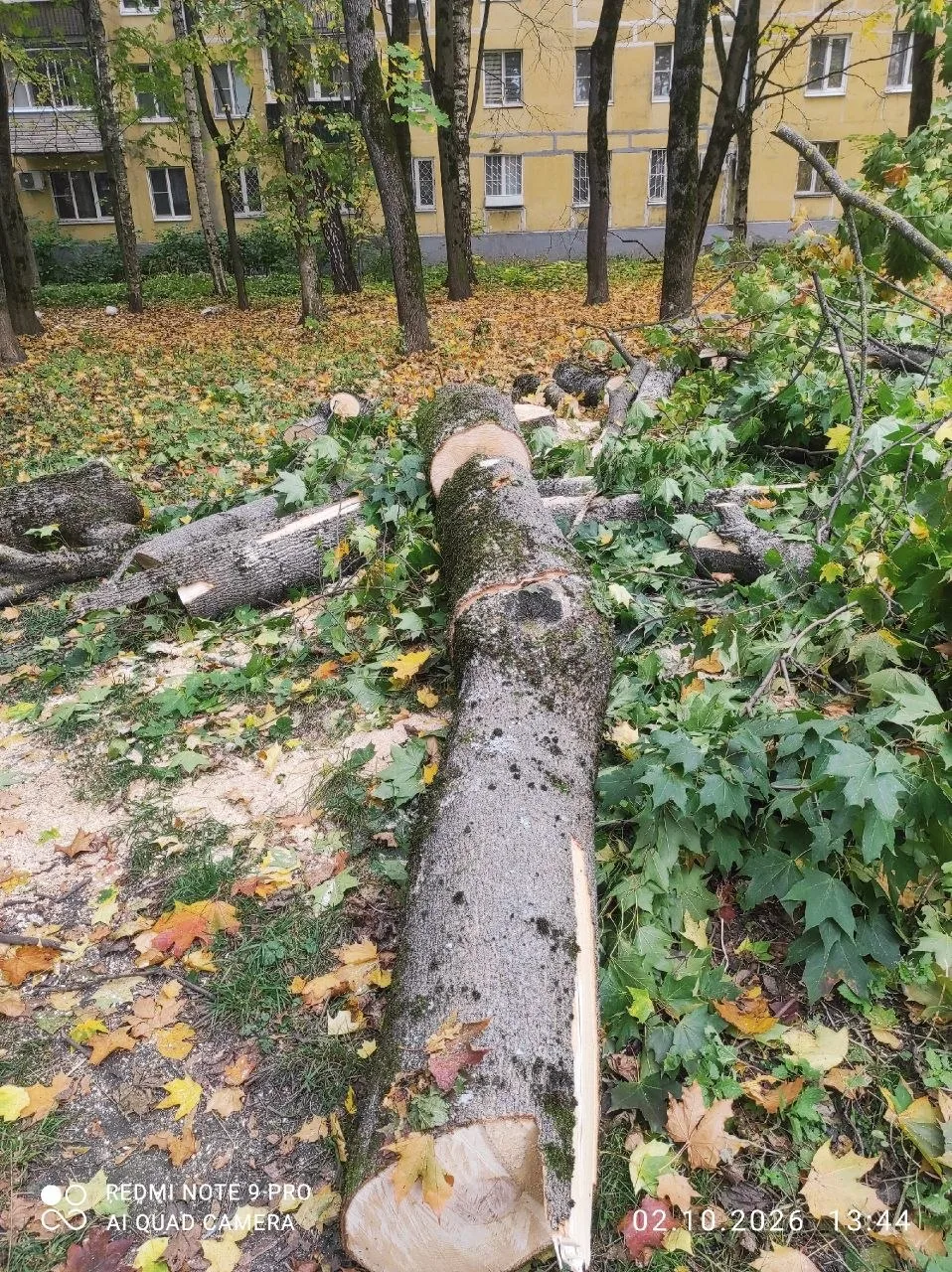 🌳 «На Ленина, 47 рубят здоровые деревья»