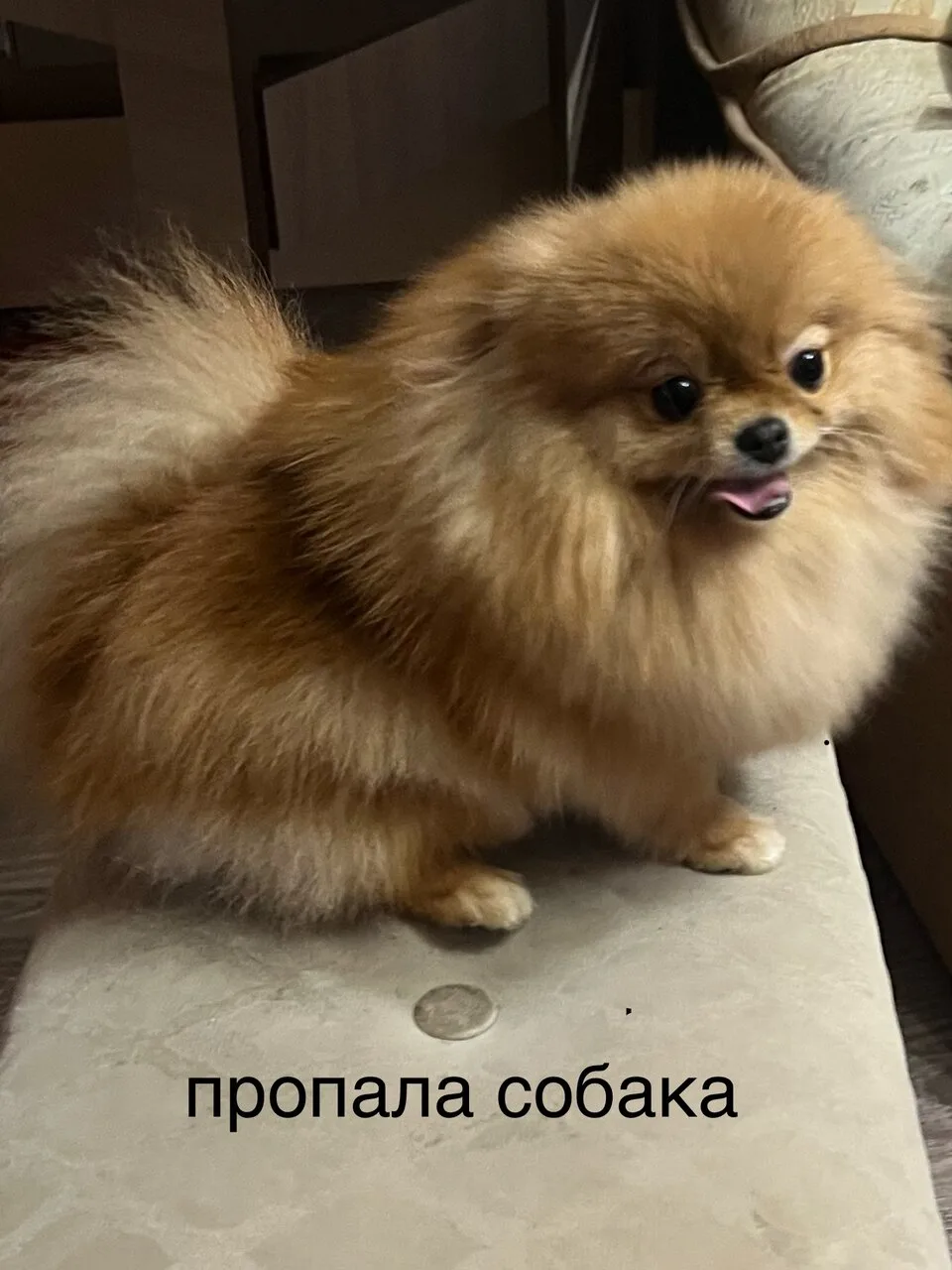 Добрый вечер, очень нужна помощь. Потерялась собачка мини шпиц, убежала от магазина «Ме...