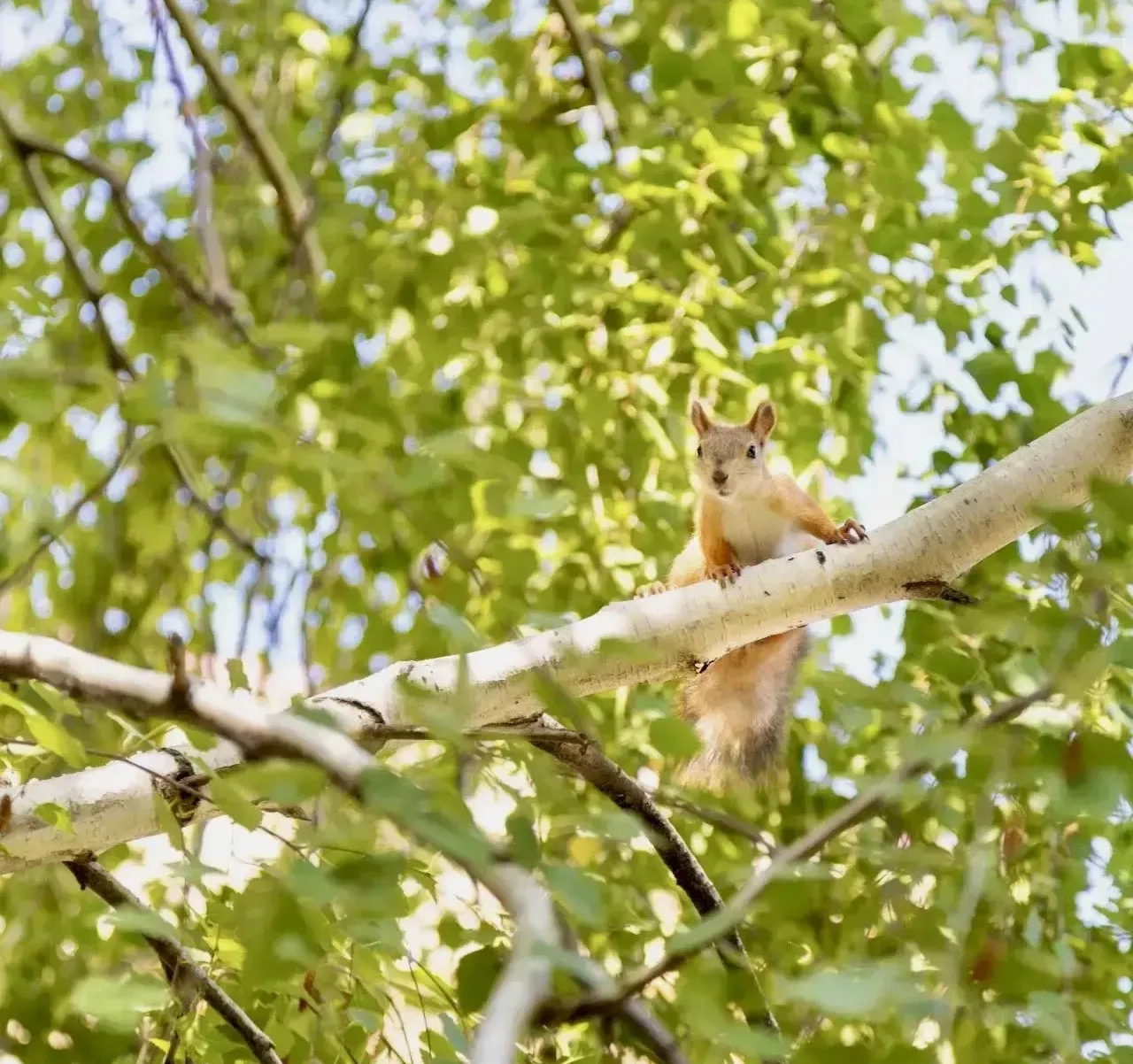 Имя для пушистой соседки 🐿️