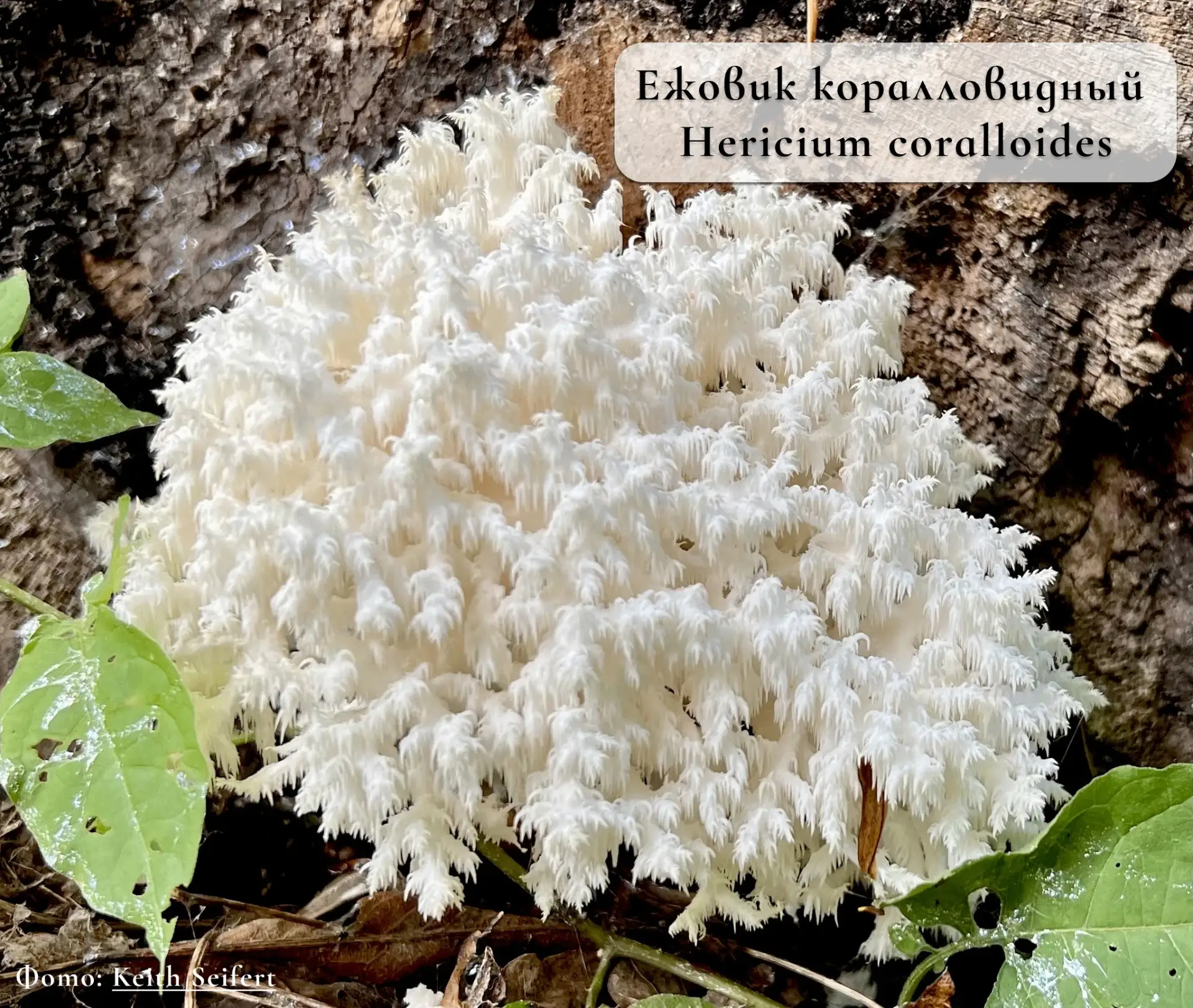 🌿«Гриб-коралл» Красной книги🌿