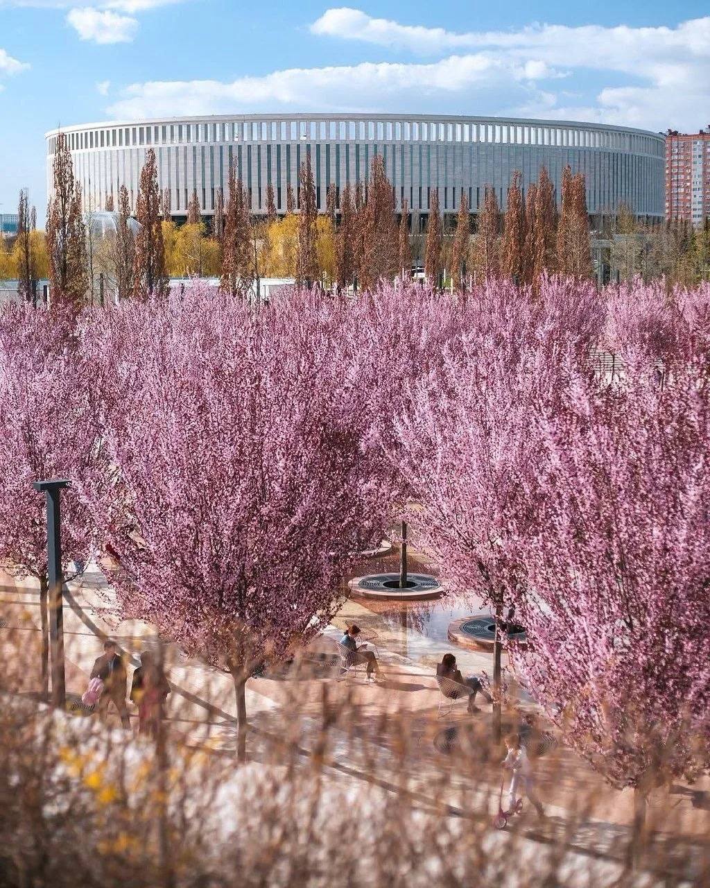 🌸 В Краснодаре начался сезон массового цветения  В Краснодаре стартовал период активного весеннего ц