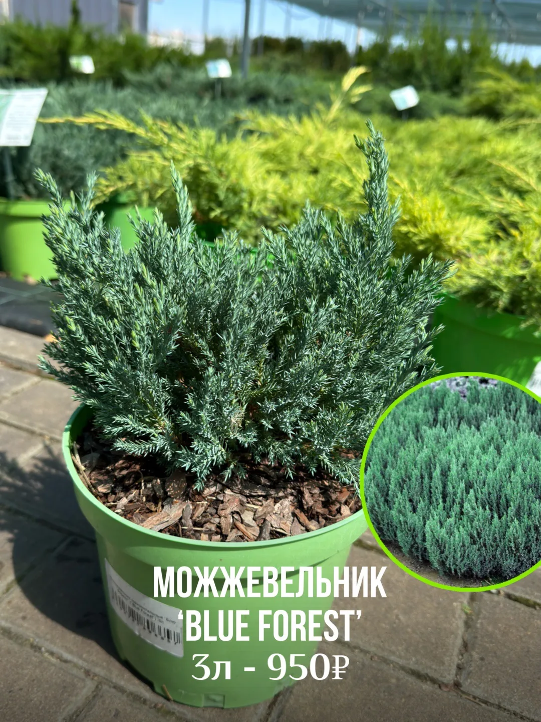 ХВОЙНЫЕ НОВИНКИ В РОСТОВСАД