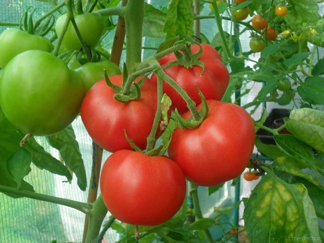 Мини - конспект по томатам 🍅