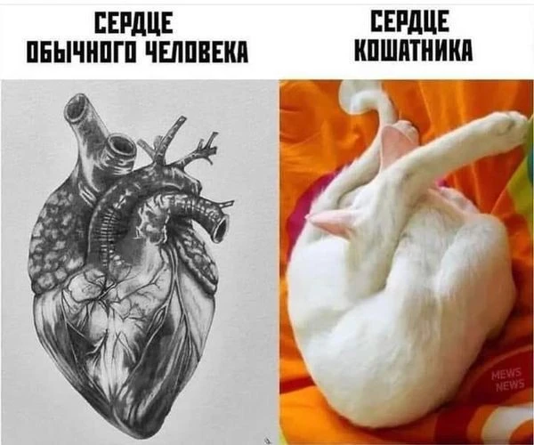 Как выглядит сердце  кошатника 🐱😁
