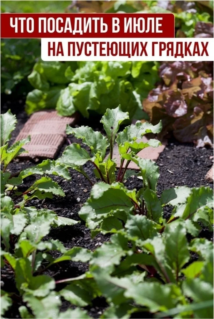 🌿 ВТОРАЯ ВОЛНА УРОЖАЯ: Что посеять в июле, чтобы грядки не пустовали, а стол ломился о...