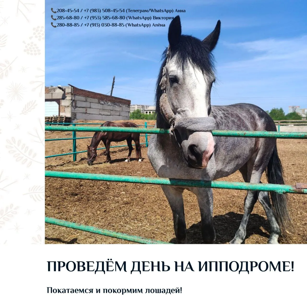 🐴Экскурсия на Красноярский ипподром - это возможность не только погладить и покормить лошадей. Это 