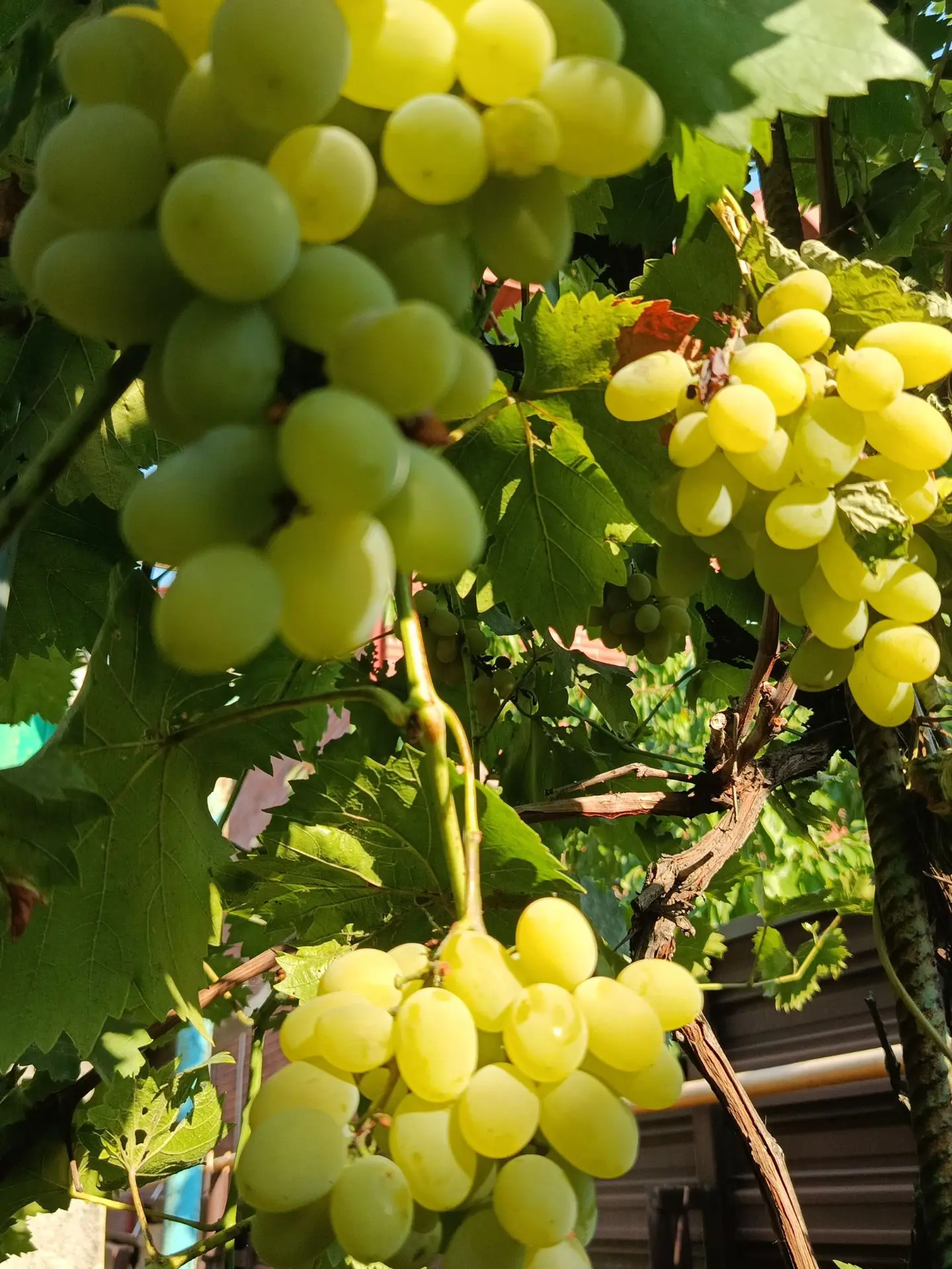 Продам виноград Аркадия в большом количестве. Цена 100₽. Донецк район парка Щербакова. ...