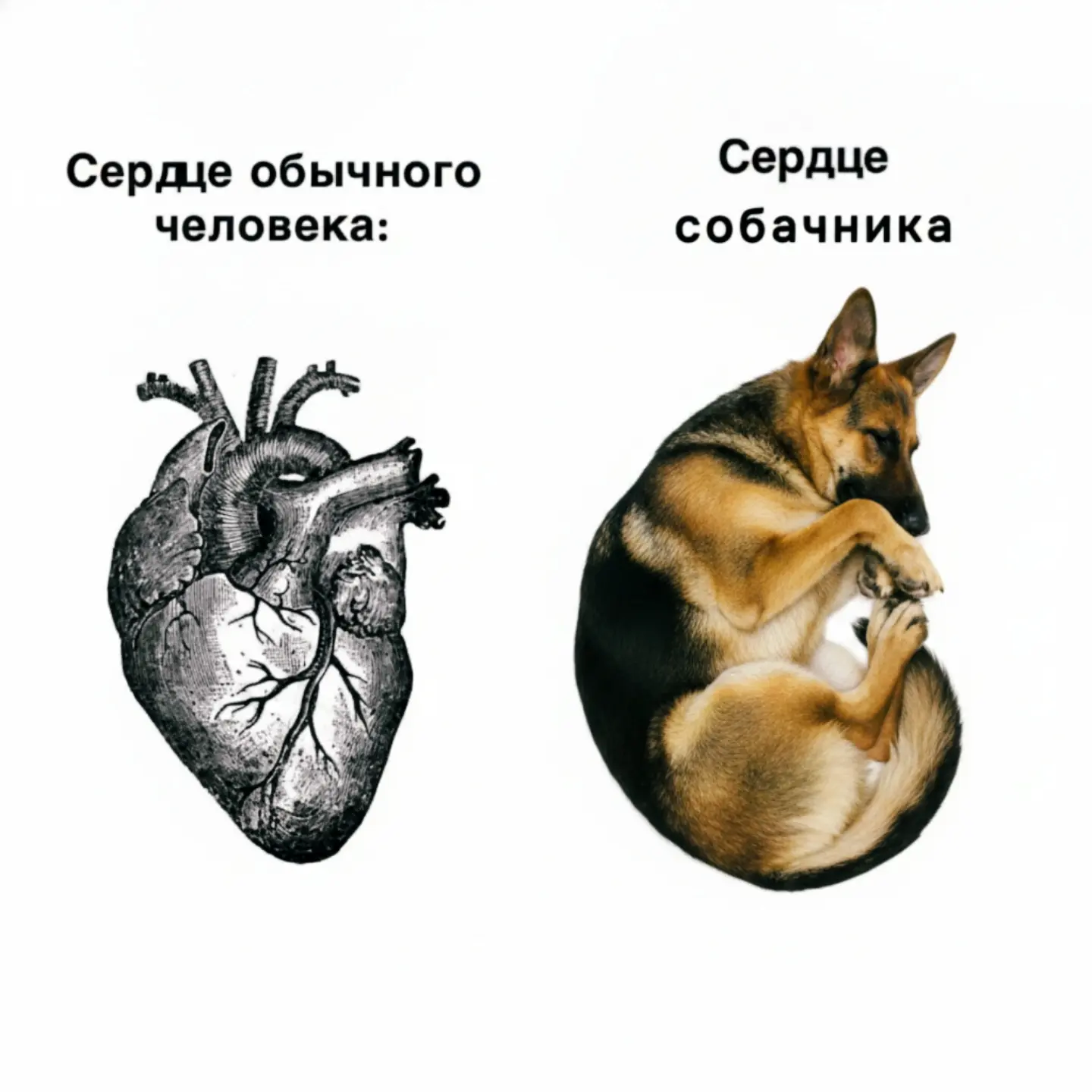 Этот мем очень точно подмечает одну важную вещь. У обычного человека сердце — это про «...