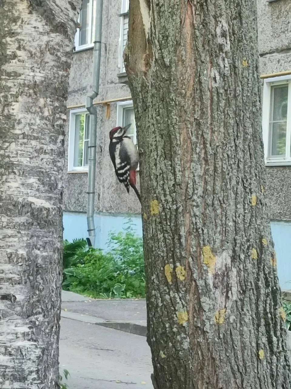 🐦 В исторической части Кирова заметили дятла.