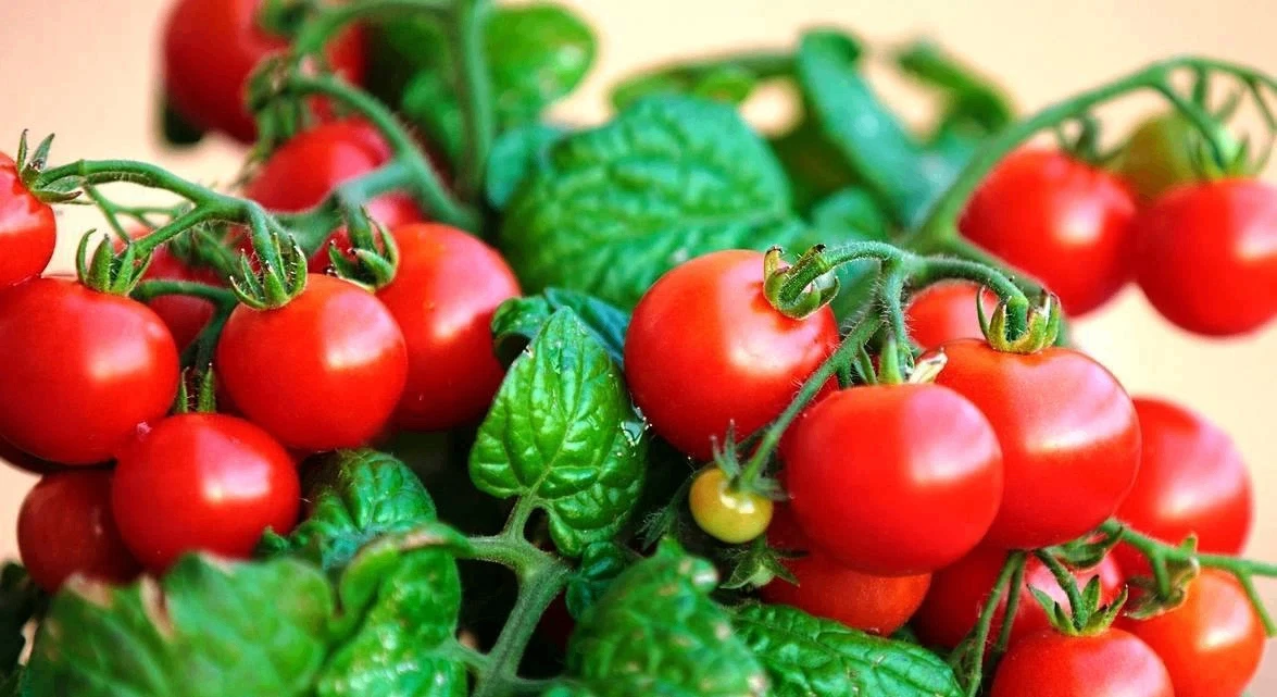 Низкорослые сорта томатов🍅