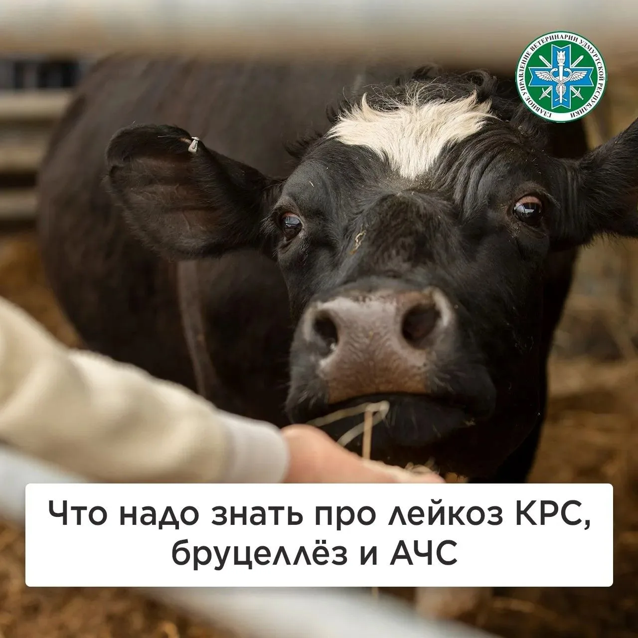 Лейкоз крупного рогатого скота, бруцеллез и африканская чума свиней (АЧС) – инфекционны...