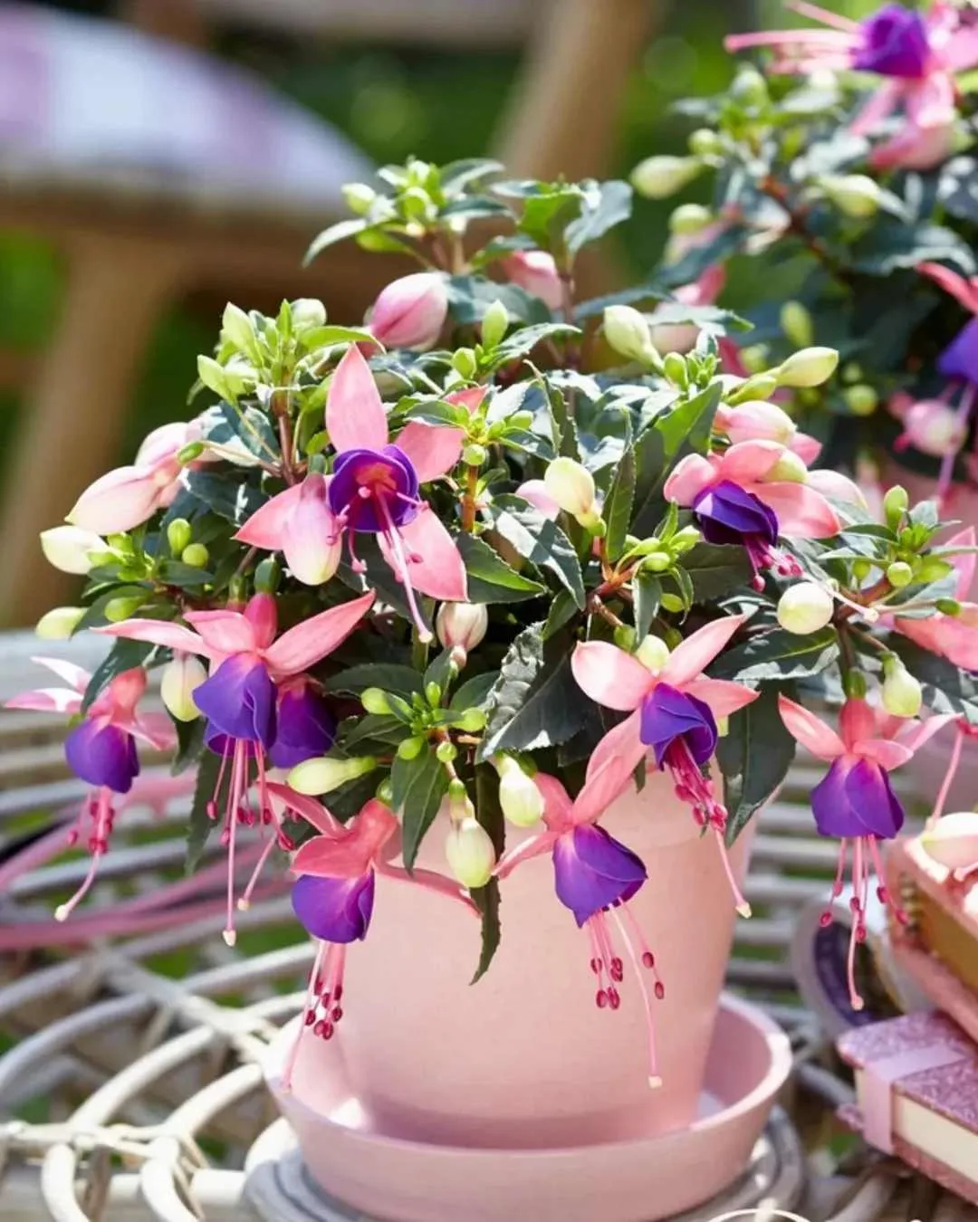 🌸 Фуксия ❤️