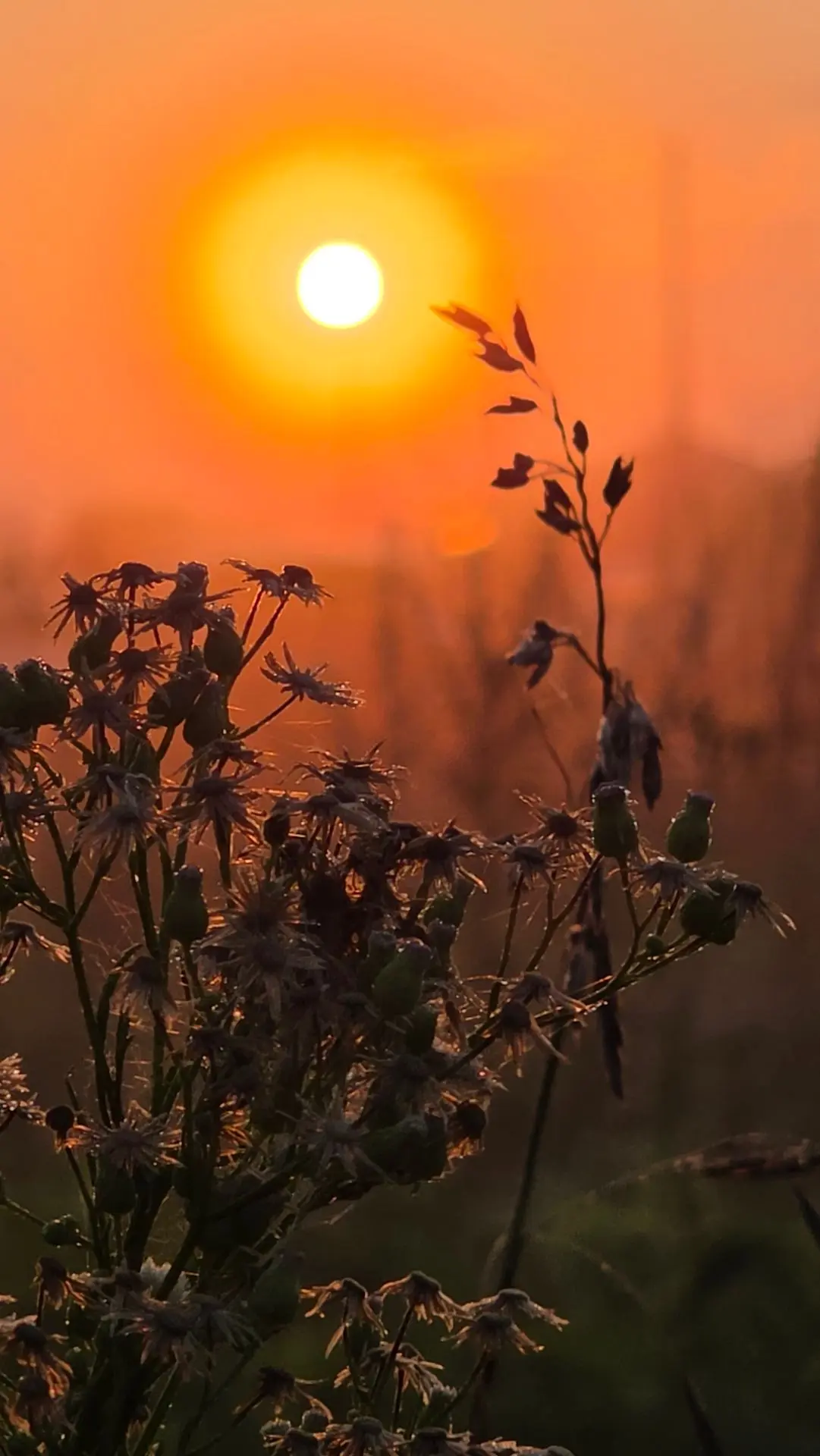 Доброе утро 🌞 всем хорошего и продуктивного дня 🌞🌸