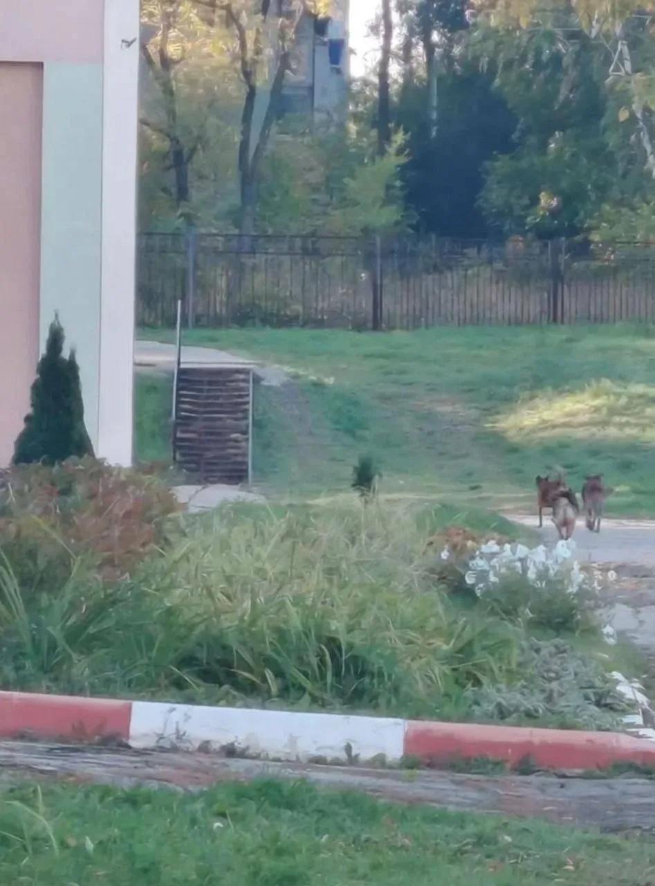 🐕 В Новокуйбышевске возле школы №11 заметили трёх крупных собак.