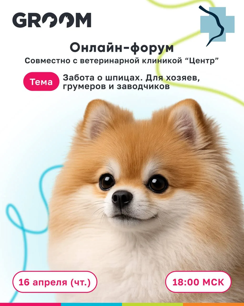 📣 Впервые — масштабный онлайн-форум по шпицам с грумерами и ветеринарными врачами!