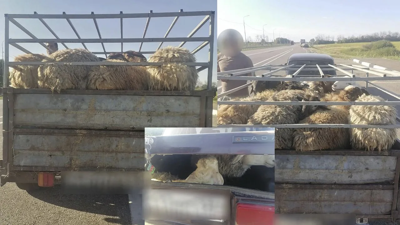Кучерявых нелегалов задержали на трассе в области.