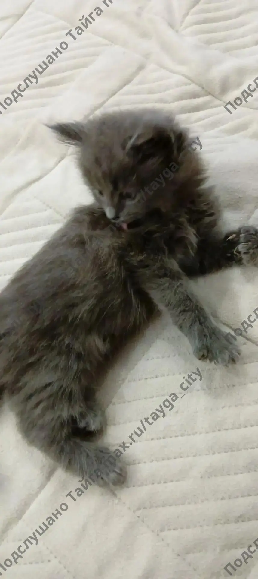 Отдам котика