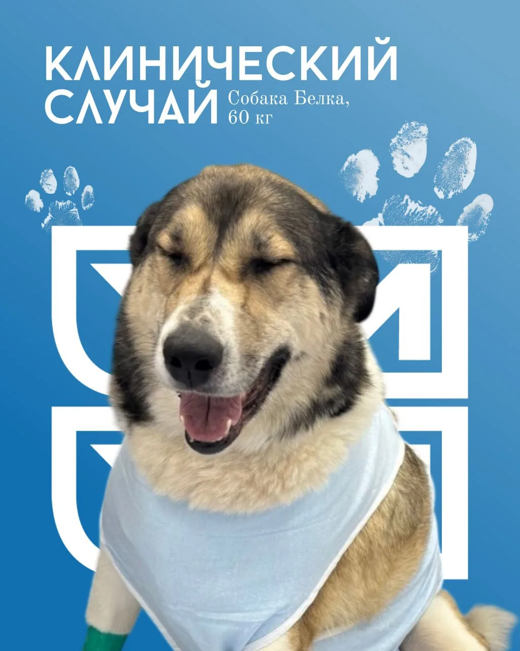 🐾 КЛИНИЧЕСКИЙ СЛУЧАЙ | Собака Белка, 60 кг
