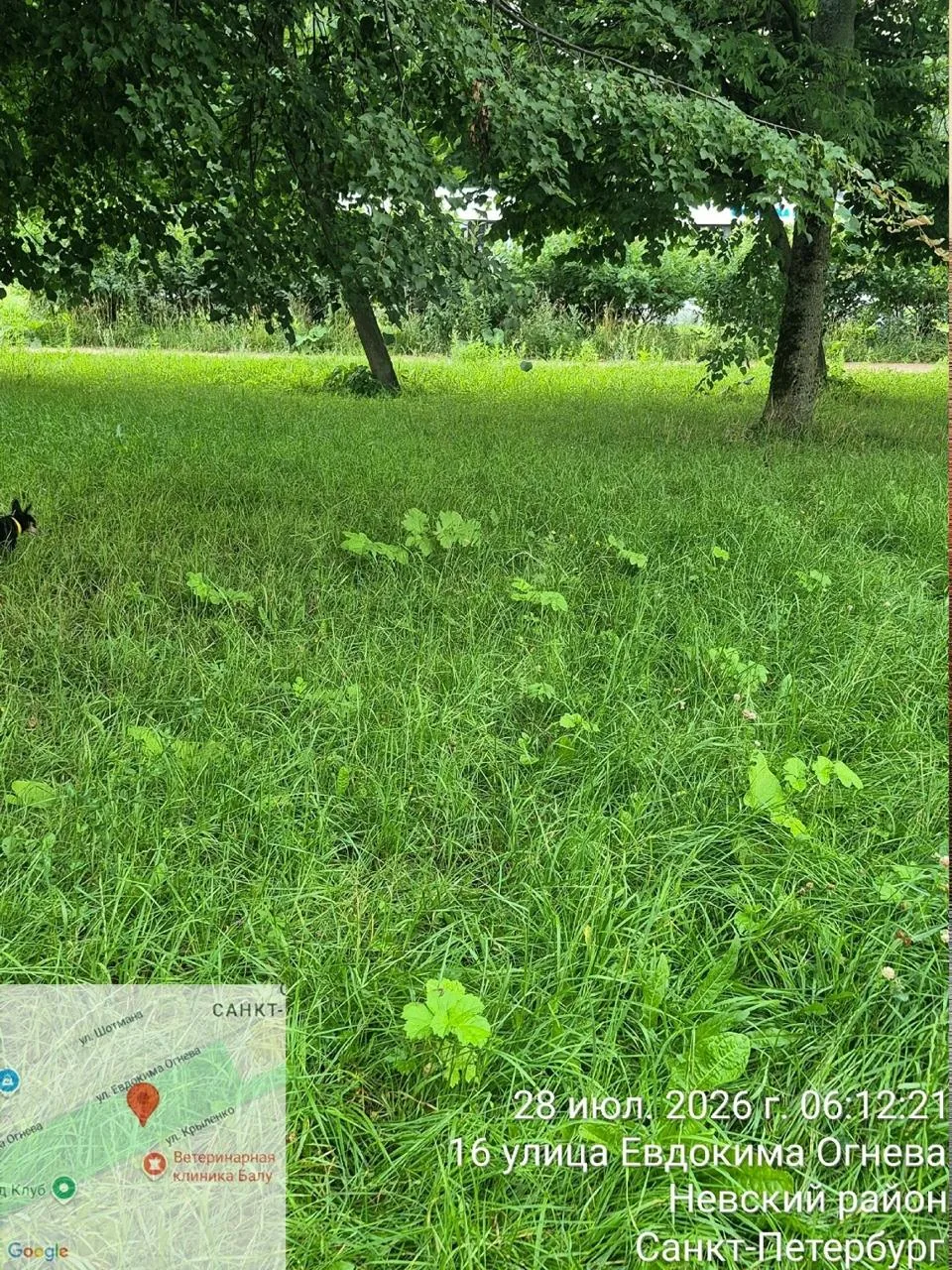 🌿 Жители пожаловались на заросли борщевика в сквере Весёлого Посёлка

По их словам, растения скосил