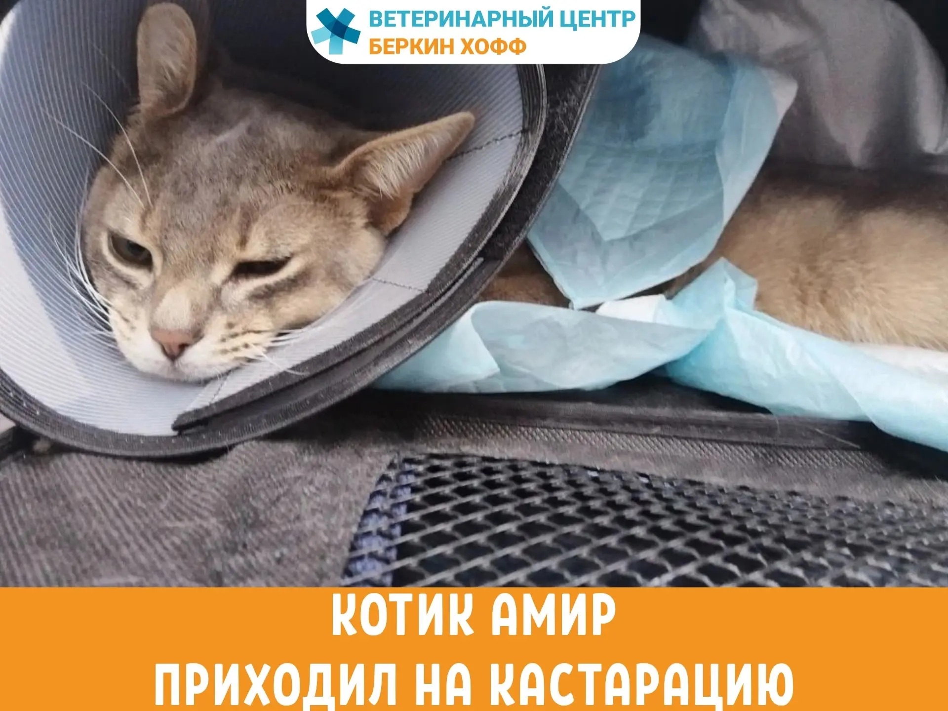 Забота после кастрации — это не роскошь, а необходимость.