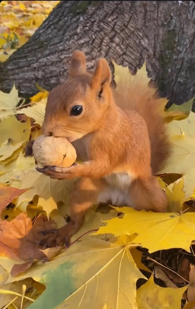 Осторожно, белки!🐿