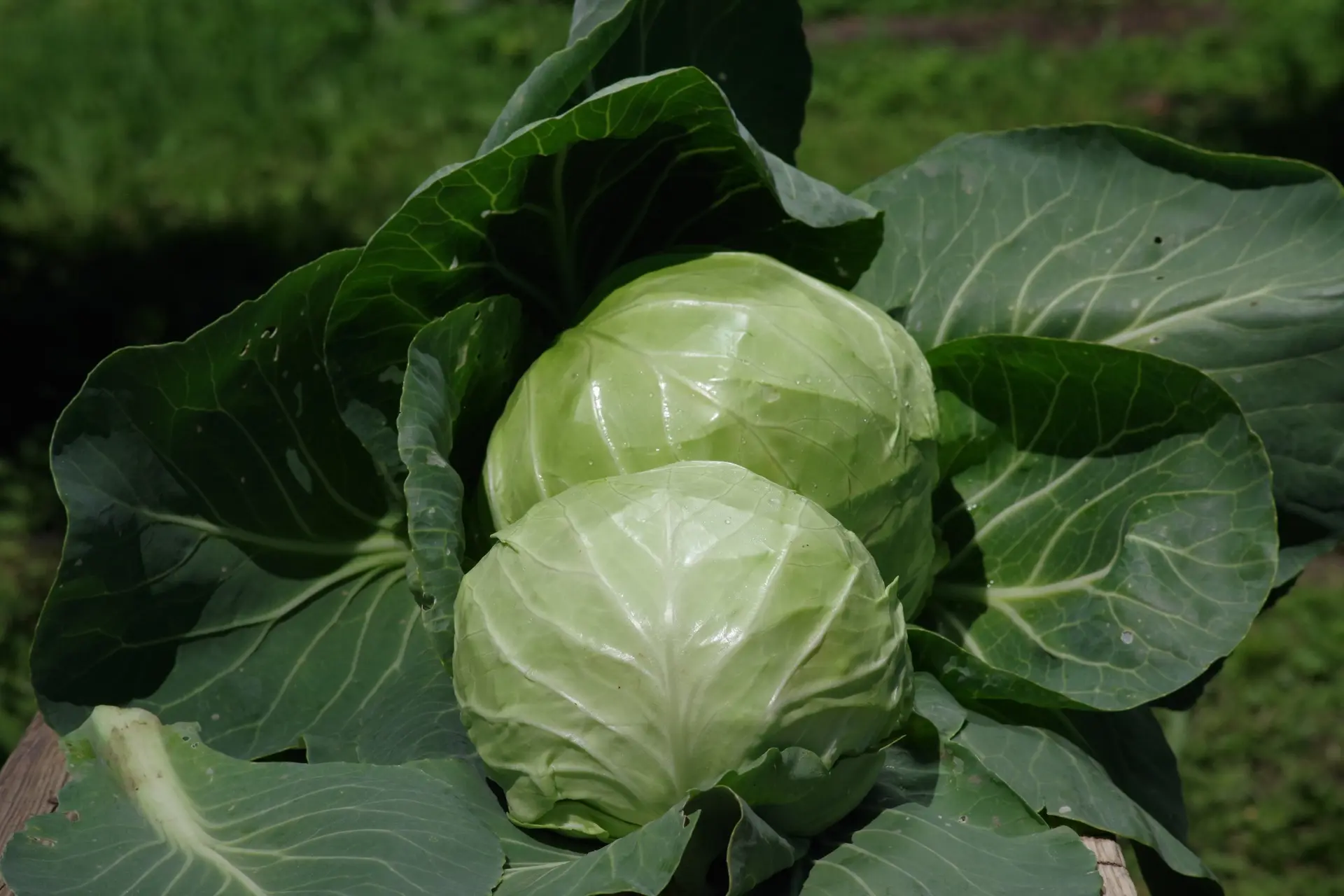 🍅🌿 ПОХВАСТАЙТЕСЬ СВОИМ УРОЖАЕМ!