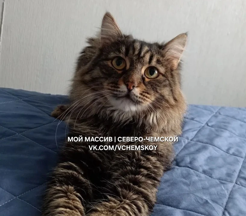 16 июня, Чемская, 2.
Потерялся кот, кличка Милкис, сибирский, не мейнкун. 

Если вдруг видели или пр