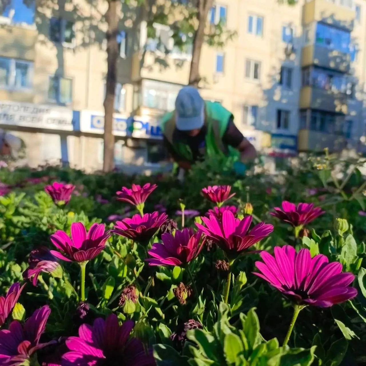 🌸За яркость на клумбах Владивостока в октябре отвечают самые стойкие. Среди них яркие ...