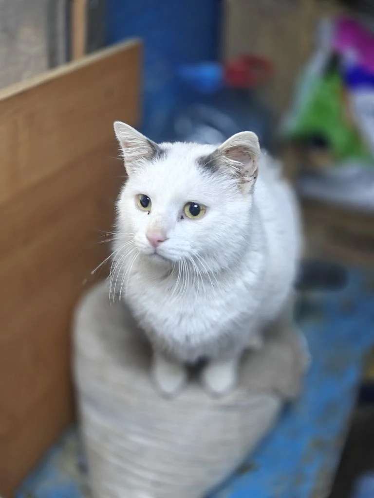 🐾 А сегодня — настоящий праздник души!  Волонтёры отряда «Добро 22» отправились в гости в приют «Пре