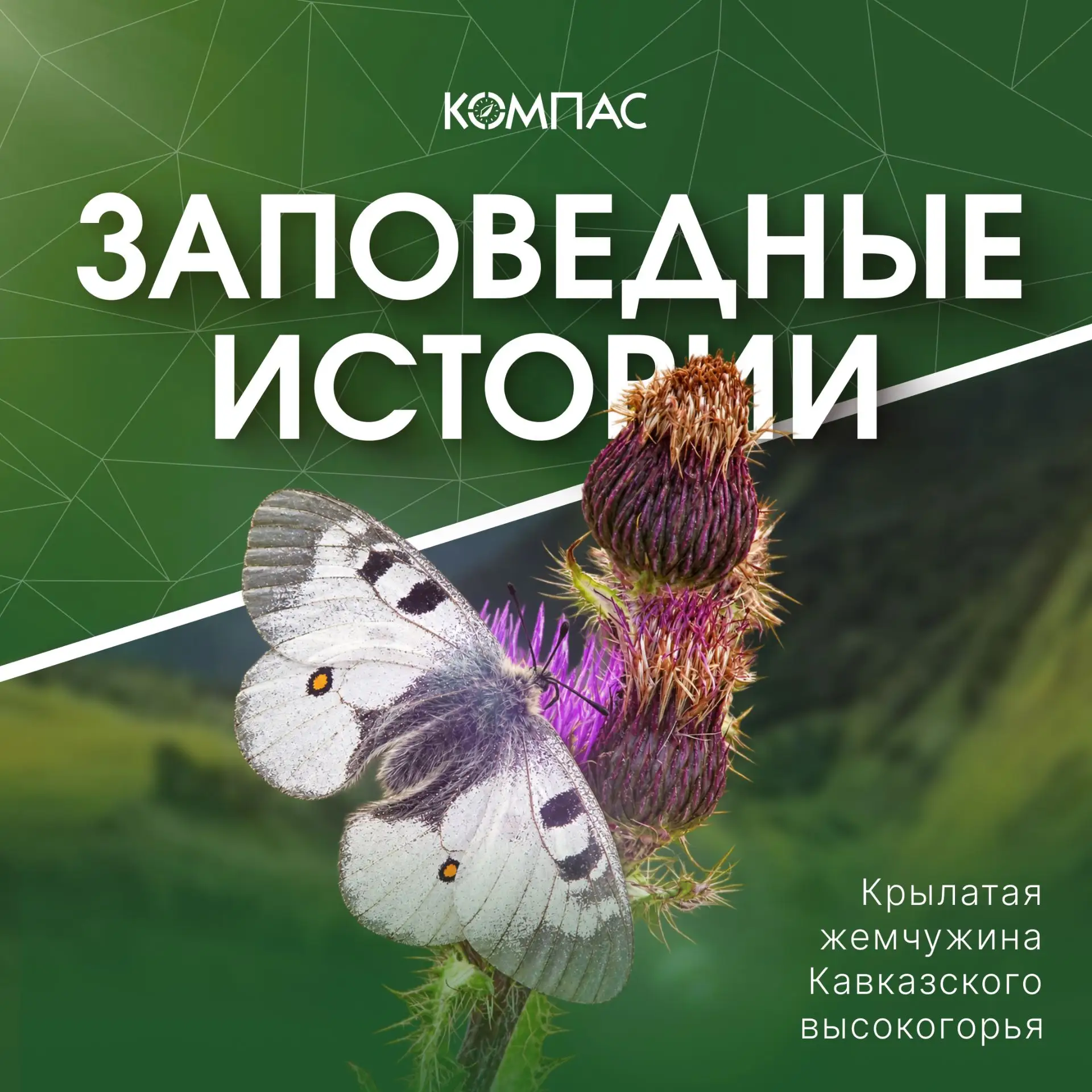 🐾 Заповедные истории | Аполлон Нордмана
