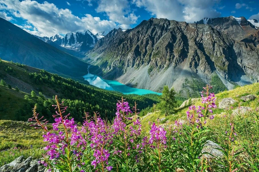 ✨ Секрет алтайских долгожителей: мифы и реальность 🏔️