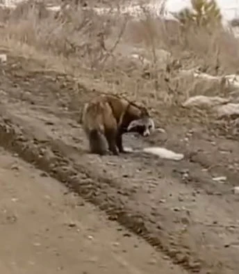 Голодный гость из леса: в Амурской области енотовидная собака не побоялась людей и устроила трапезу 