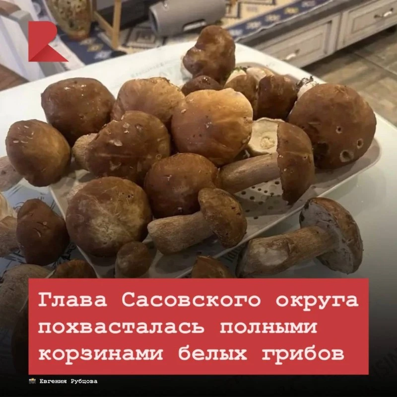 🍄‍🟫 Глава Сасовского округа Евгения Рубцова вернулась из местных лесопосадок с полными корзинами. 
