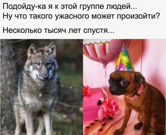 Как люди и домашние питомцы изменили природу друг друга В мегаполисах на наших… — публикация канала «Комсомольская правда»