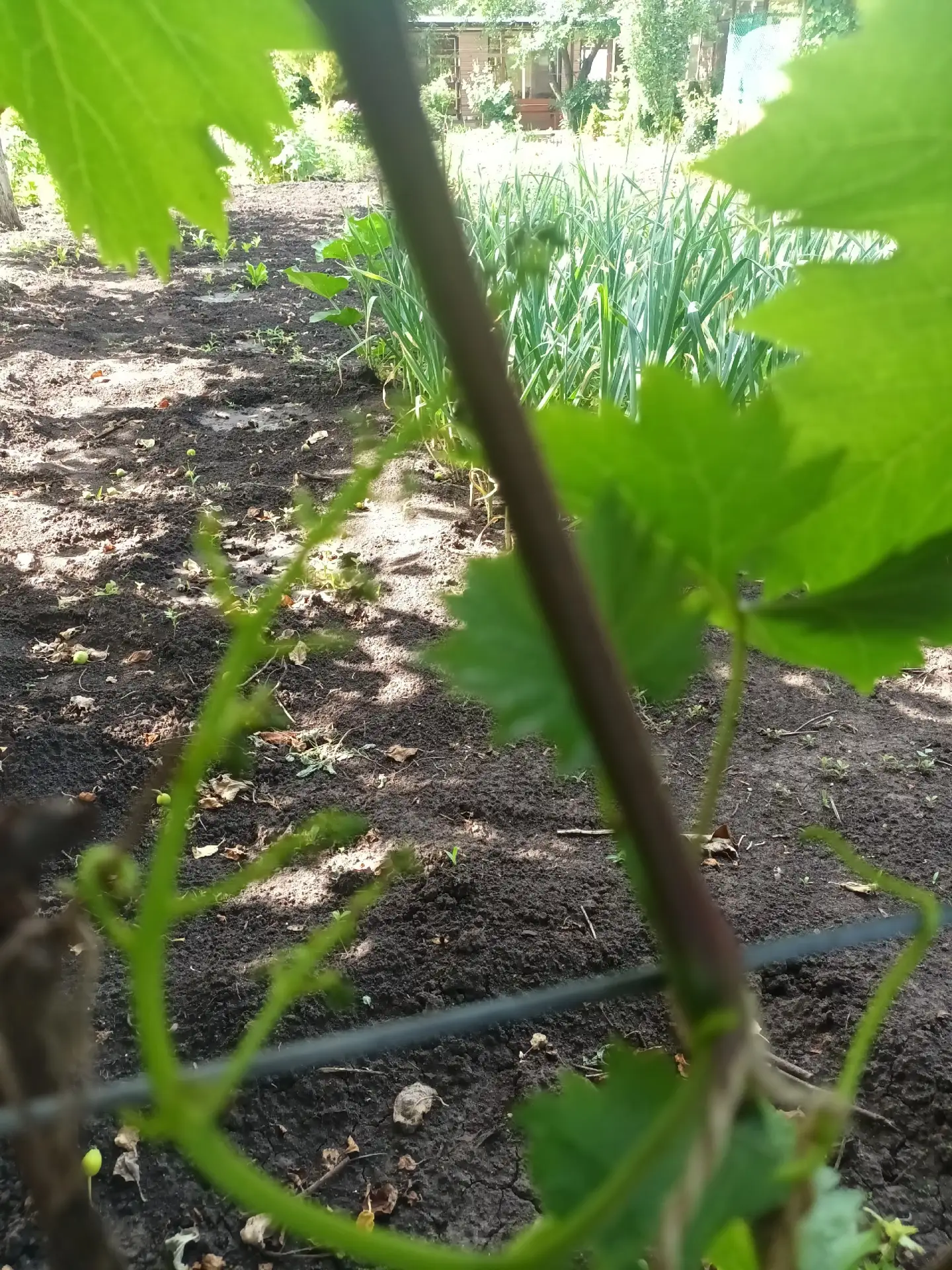 Подскажите пожалуйста,  почему осыпаются соцветия.

🍇Всё про виноград 
🍇Чат про виноград 
❓Предлож