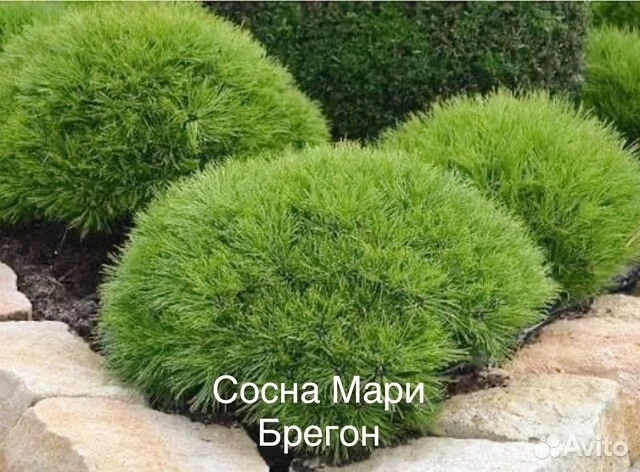 Сосна черная Мари Брегон